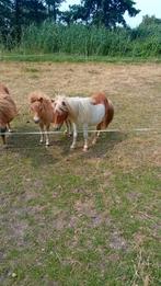 Op moment  plaats en weide gang en terdekking, Dieren en Toebehoren, Stalling en Weidegang, Weidegang