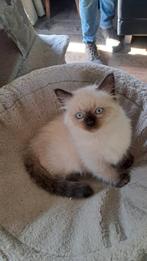 Super lieve Ragdoll kittens, Dieren en Toebehoren, Kater, Ontwormd, 0 tot 2 jaar