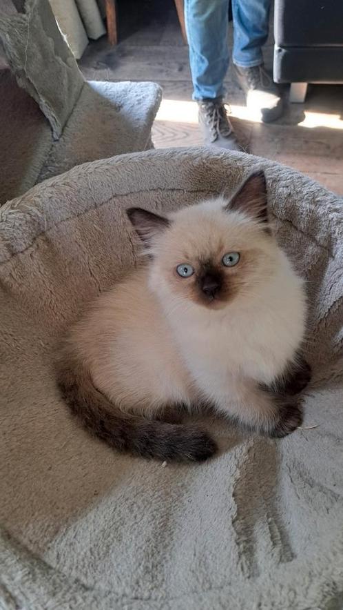 Super lieve Ragdoll kittens, Dieren en Toebehoren, Katten en Kittens | Raskatten | Langhaar, Kater, 0 tot 2 jaar, Ontwormd, Ingeënt
