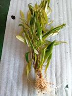 Aquarium planten, Dieren en Toebehoren, Ophalen, Gebruikt, Plant(en), Steen of Hout