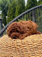 2 Mini Zwart & Rood BEARFACE - Toy Poedel / Toy Poodle, Dieren en Toebehoren, Poedel, Particulier, Rabiës (hondsdolheid), Reu