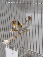 Majoor putters koppel 2025, Dieren en Toebehoren, Meerdere dieren, Wildzangvogel