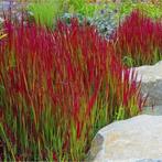 Red Baron, Imperata cylindrica, Japans bloedgras, Halfschaduw, Vaste plant, Siergrassen, Ophalen