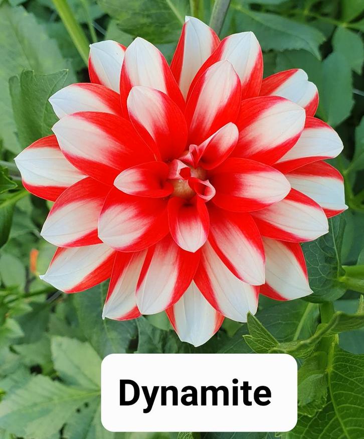 Dahlia knollen diverse kleuren, Tuin en Terras, Bloembollen en Zaden, Knol, Voorjaar, Volle zon, Ophalen of Verzenden