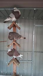 Til kroppers, Meerdere dieren, Postduif