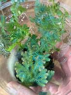 Terrariumplant selaginella, Huis en Inrichting, Kamerplanten, Ophalen of Verzenden