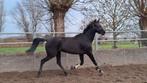 Bloedmooie glamourdale*johnson merrie 3,5jaar oud, Dieren en Toebehoren, Paarden, Merrie, Dressuurpaard, 3 tot 6 jaar