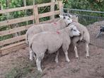 Engelse texelaar x Nederlandse texelaar dekram lammeren, Dieren en Toebehoren, Schapen, Geiten en Varkens, Meerdere dieren, Schaap
