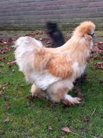Zijdehoen usa buff haan, Dieren en Toebehoren, Pluimvee, Mannelijk, Kip