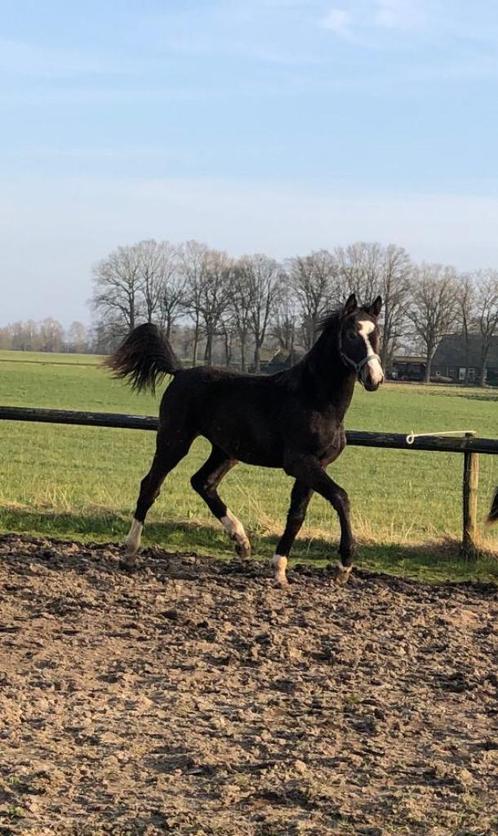 te koop: jaarling merrie Dark Rousseau x Victory, Dieren en Toebehoren, Paarden, Merrie, Onbeleerd, Minder dan 160 cm, 0 tot 2 jaar