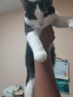 Lieve poes mag weg voor 30 euro, Poes, Kortharig, 0 tot 2 jaar