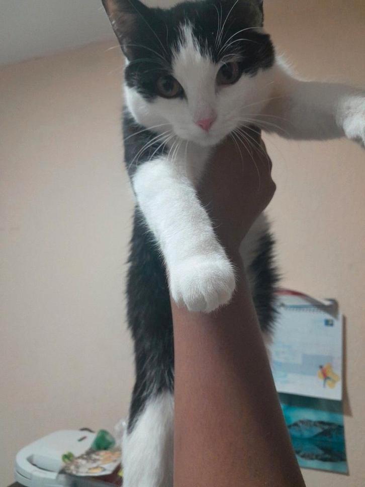 Lieve poes mag weg voor 0 euro, Dieren en Toebehoren, Katten en Kittens | Overige Katten, Kortharig, Poes, 0 tot 2 jaar