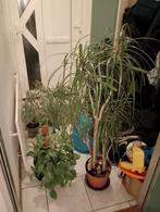 Kamerplanten gratis af te halen, Ophalen, Ficus, Halfschaduw, Minder dan 100 cm