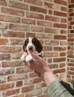 Dwerg teckel piebald reutje, Dieren en Toebehoren, Honden | Teckels en Dashonden, België, Particulier, Reu, 8 tot 15 weken