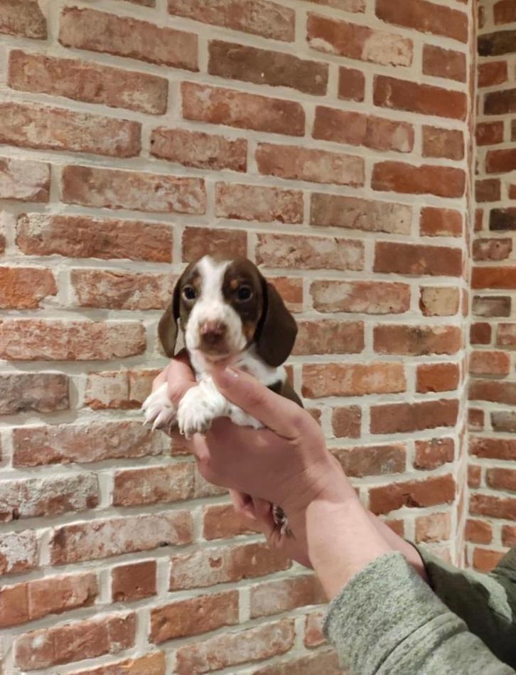 Dwerg teckel piebald reutje, Dieren en Toebehoren, Honden | Teckels en Dashonden, Reu, Korthaar, Dwerg, Particulier, Eén hond