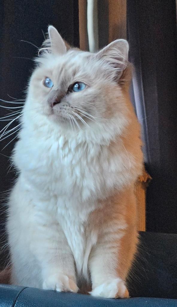 Heillige birmaan poes, Dieren en Toebehoren, Katten en Kittens | Raskatten | Langhaar, Poes, 3 tot 5 jaar, Ontwormd, Ingeënt