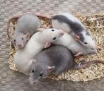 Jonge rittens ratjes uit huiselijke sfeer en handtam, Dieren en Toebehoren, Rat, Augustus, Meerdere dieren, Tam