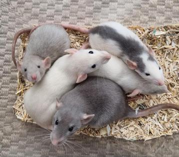 Jonge rittens ratjes uit huiselijke sfeer en handtam  beschikbaar voor biedingen