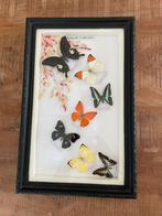 Opgezette vlinders, Ophalen, Insect, Opgezet dier
