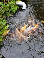 Koi vijver, Karper of Koi