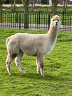 Te koop drachtige alpaca