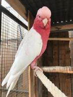 rose kaketoes lutino, Meerdere dieren, Papegaai, Geringd