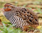 Zingende kwartelman,  Jungle bush, Dieren en Toebehoren, Ophalen, Zo goed als nieuw, Overige typen