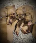 Nog 2 reutjes Franse bulldog, Dieren en Toebehoren, Parvo, België, Particulier, 8 tot 15 weken