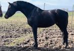 Kwpn dekhengst Le formidable X tango, Hengst