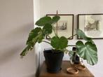 Begonia ter overname, Huis en Inrichting, Kamerplanten, Ophalen, Overige soorten, Halfschaduw, In pot