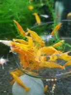 Hobbyaquarium Orange Sakura garnalen / mooi op kleur, Kreeft, Krab of Garnaal, Zoetwatervis