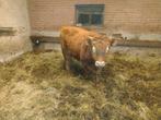 Dexter stamboek stierkalf te koop, Dieren en Toebehoren, Mannelijk