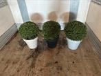 Ilex crenata bol bollen, Tuin en Terras, Planten | Struiken en Hagen, Ophalen of Verzenden, Buxus, Minder dan 100 cm