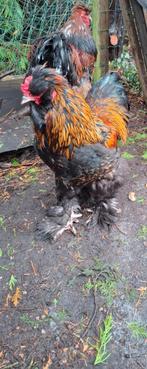 Brahmapark en brahma hanen, Mannelijk, Kip