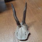 Ree gewei., Ophalen of Verzenden, Zo goed als nieuw, Hert, Gewei of Kop