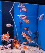 Handpick Oranda, RozentailGoudvis 8 /10 cm- Koidreams, Vis, Zoetwatervis
