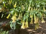 Brugmansia Wit - Engelentrompet, Ophalen