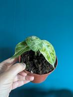 Alocasia Ninja Tricolor, Ophalen of Verzenden, Halfschaduw, Minder dan 100 cm