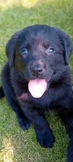 Super mooie pups, Dieren en Toebehoren, 8 tot 15 weken, Labrador retriever, Meerdere, Meerdere dieren