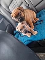 Bullmastiff pup reu mag verhuizen, Overige rassen, 8 tot 15 weken, Meerdere, Meerdere dieren