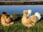 Zijdehoen en Cochin krielkippen in mooie kleuren!, Dieren en Toebehoren, Pluimvee, Vrouwelijk, Kip