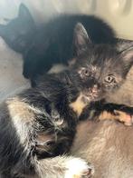2 Lieve Kittens Zoeken Een Warm Huisje, Poes, Langharig, 0 tot 2 jaar