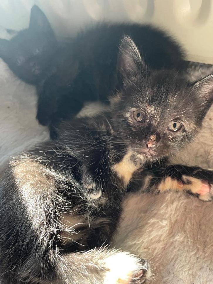 2 Lieve Kittens Zoeken Een Warm Huisje, Dieren en Toebehoren, Katten en Kittens | Overige Katten, Langharig, Poes, 0 tot 2 jaar