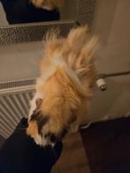 Cavia beertje langhaarborstel 3 maanden oud, Dieren en Toebehoren, Augustus, Mannelijk, Cavia