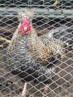 Te koop 2 hanen, Dieren en Toebehoren, Pluimvee, Mannelijk, Kip