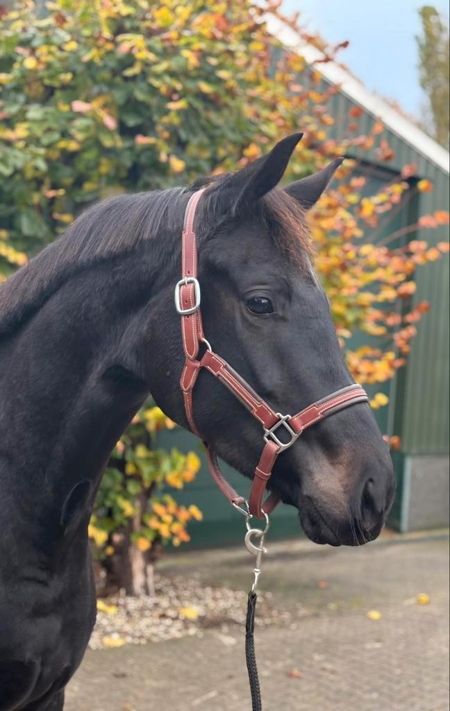 3 jarige dressuurmerrie, Dieren en Toebehoren, Paarden, Merrie, Onbeleerd, 165 tot 170 cm, 3 tot 6 jaar, Dressuurpaard, Met stamboom