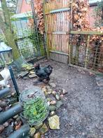 Brahma haan, Dieren en Toebehoren, Pluimvee, Mannelijk, Kip