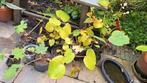 Diverse planten, Tuin en Terras, Ophalen, Eenjarig, Groenteplanten, Volle zon
