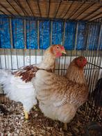Wit patrijs wyandotte groot, Dieren en Toebehoren, Pluimvee, Vrouwelijk, Kip