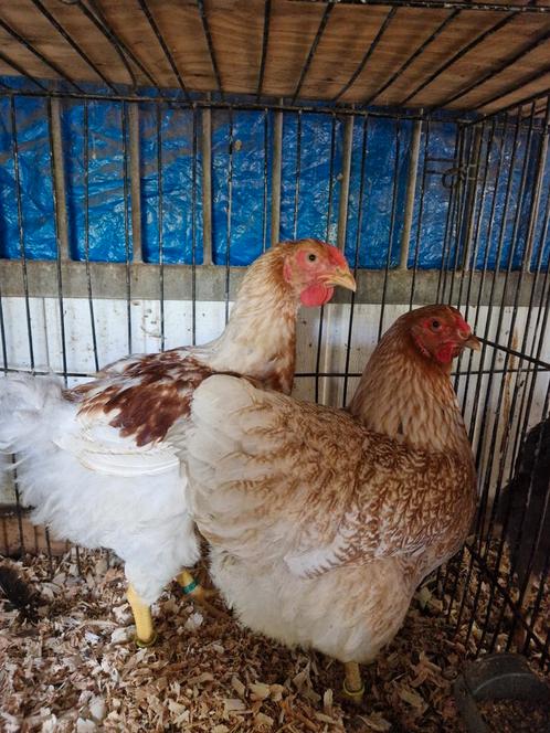 TRIO Wit patrijs wyandotte groot, Dieren en Toebehoren, Pluimvee, Kip, Meerdere dieren